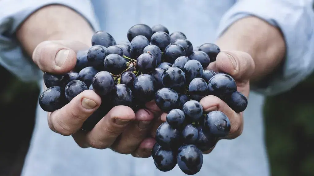 Embracing Gray Hair: A Colorist's Guide to Blending