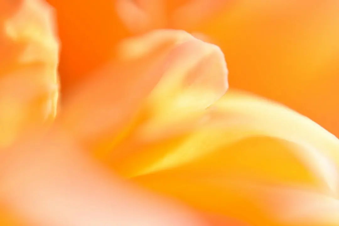 Orange Emerges as Spring 2027’s Unexpected Fashion Favorite